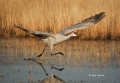 Sandhill-Crane;Crane;Grus-canadensis;One;one-animal;avifauna;bird;birds;feather;